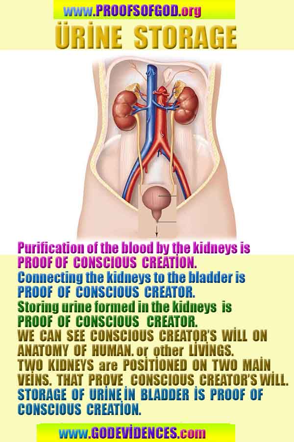 Evidences and Proofs of God